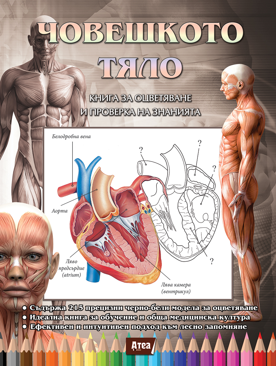 Човешкото тяло: Книга за оцветяване и проверка на знанията за анатомия на човека