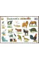 Domestic animals: учебно табло на английски език
