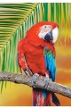 Green-Winged Macaw