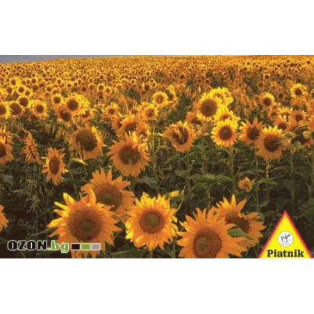 Sun Flowers