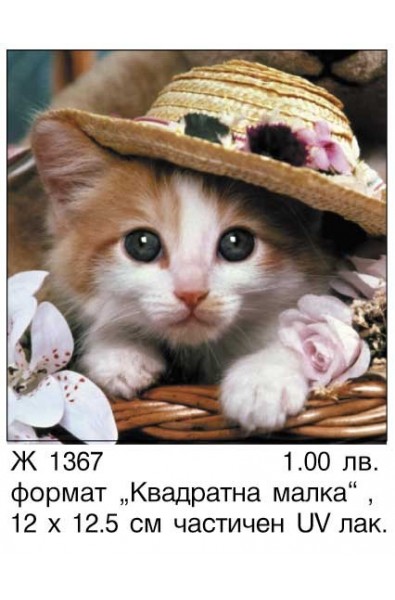 Картички Коте с шапка