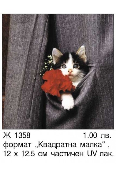 Картички Коте в джоб