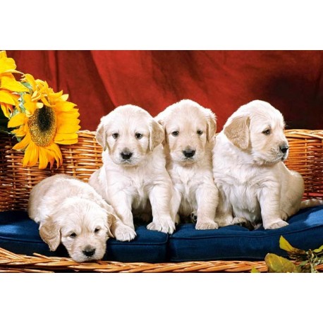 Puppies With Sunflower
