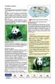 Панда - картонен модел