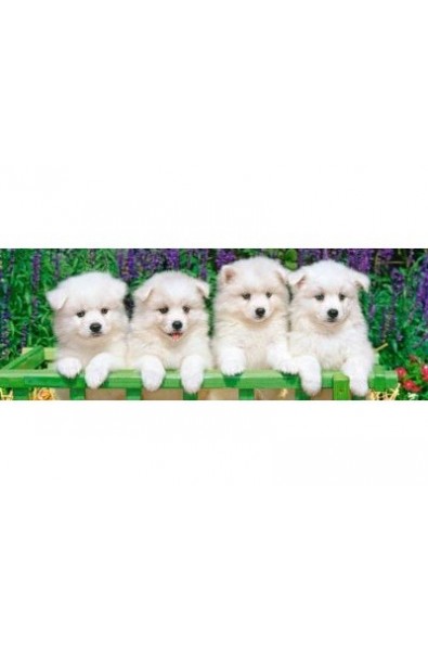 4 бели кученца