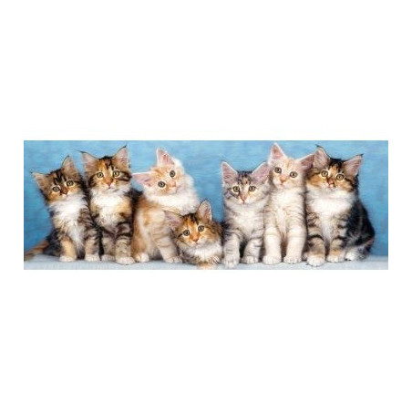 7 шарени котета