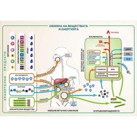 Табло "Обмяна на веществата и енергията"