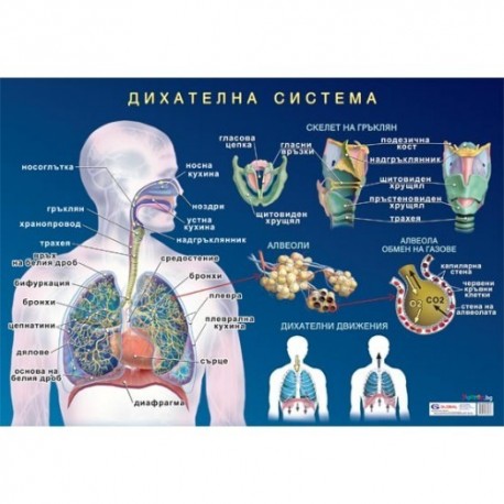 Табло "Дихателна система на човека"