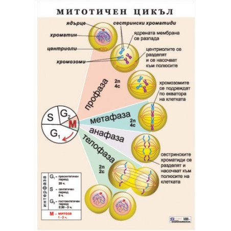 Табло "Митотичен цикъл"