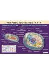 Табло "Устройство на клетката"
