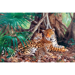 JAGUARS IN THE JUNGLE