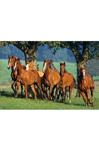 Пъзел - Quarter Horses