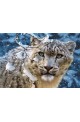 Пъзел - Snow Leopard