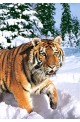 Пъзел - Winter Syberian Tiger