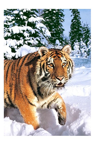 Winter Siberian Tiger