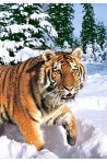 Winter Siberian Tiger