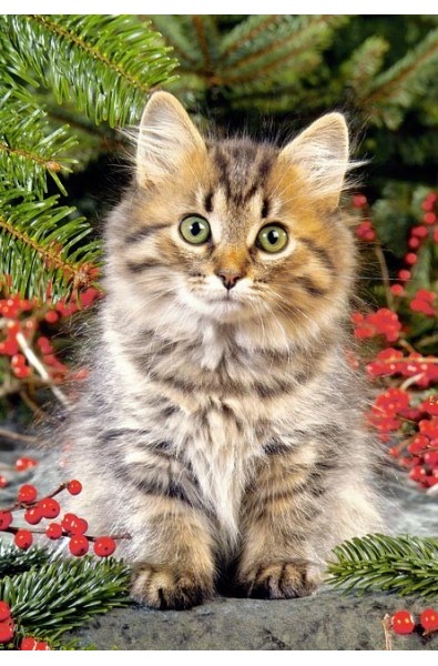 Пъзел - Maine Coon amongst Berries