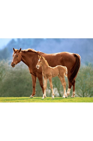 Пъзел - Westfalian Mare With Foal