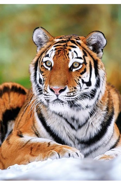 Пъзел - Siberian Tiger