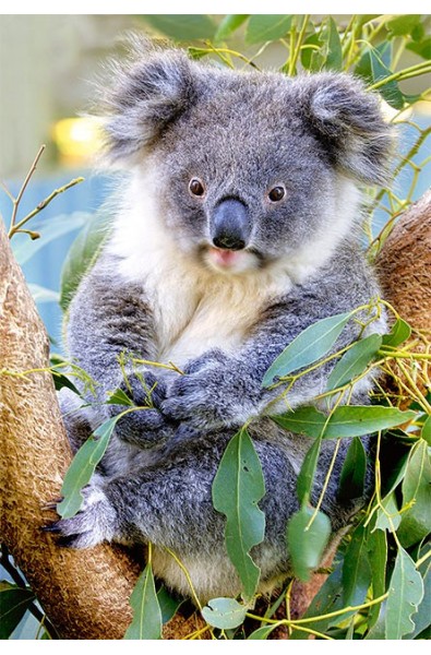 Пъзел - Koala
