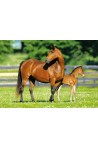 Пъзел - Mare and Foal