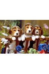 Three Little Pals