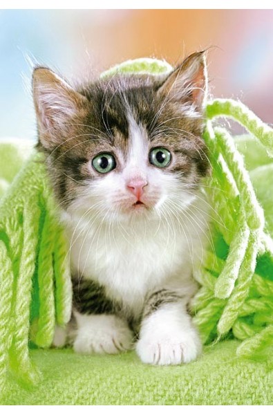 Kitten under the Blanket
