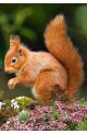 Пъзел - Squirrel