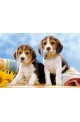 Пъзел - Beagle Puppies