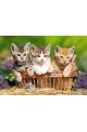 Three Lovely Kittens 