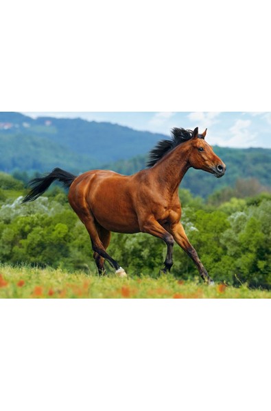 Червеникаво-кафяв кон