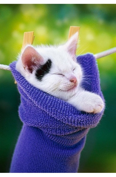 Kitten in a sock