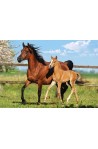 Mare and Foal