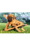 Puppy on Deckchair