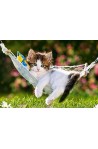Коте в хамак