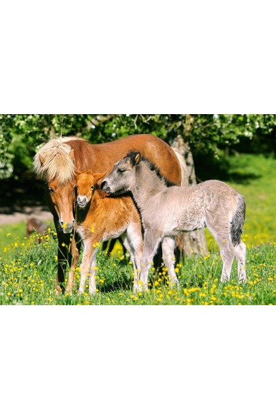 Ponies in the Meadow