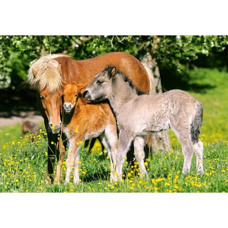 Ponies in the Meadow
