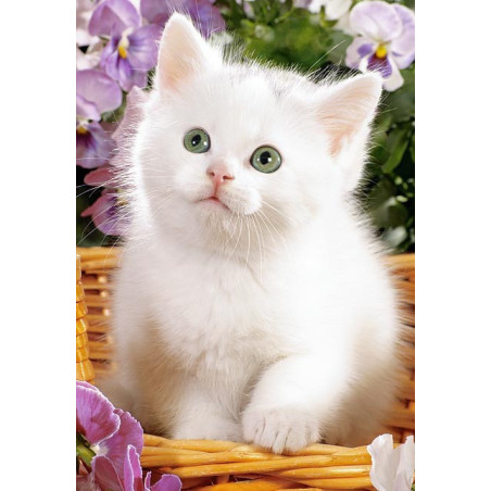 Коте