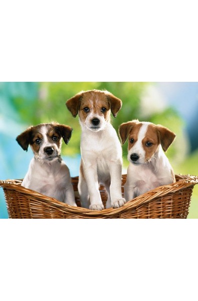 Puppies in the Basket