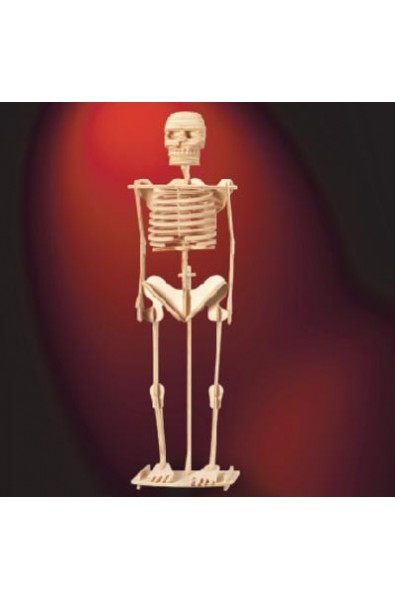 Човешки скелет