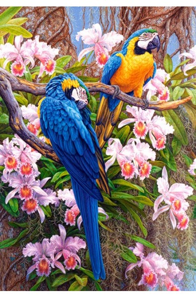 Parrots and Orchids